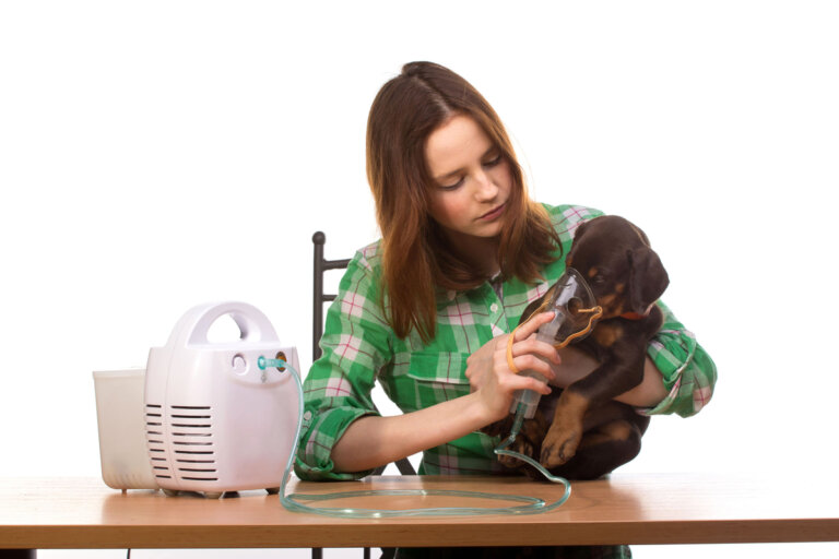 Bronquitis en perros: síntomas, causas y tratamiento