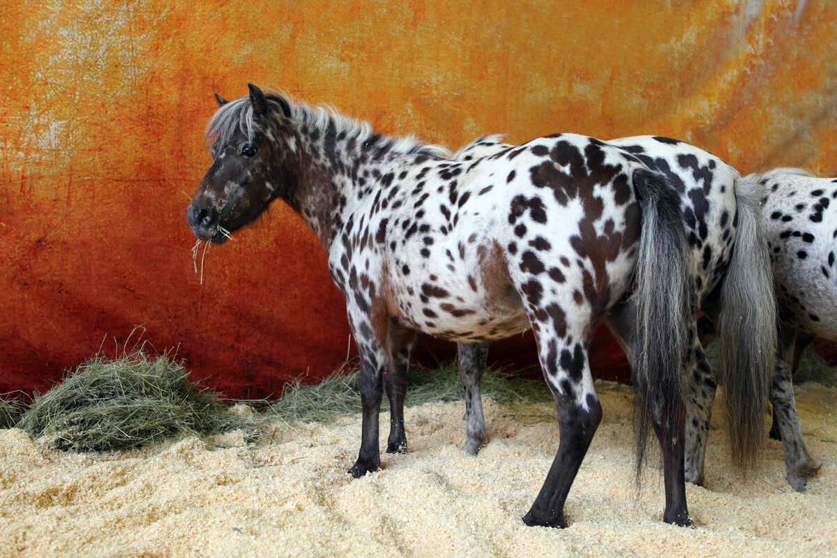 Un caballo falabella.