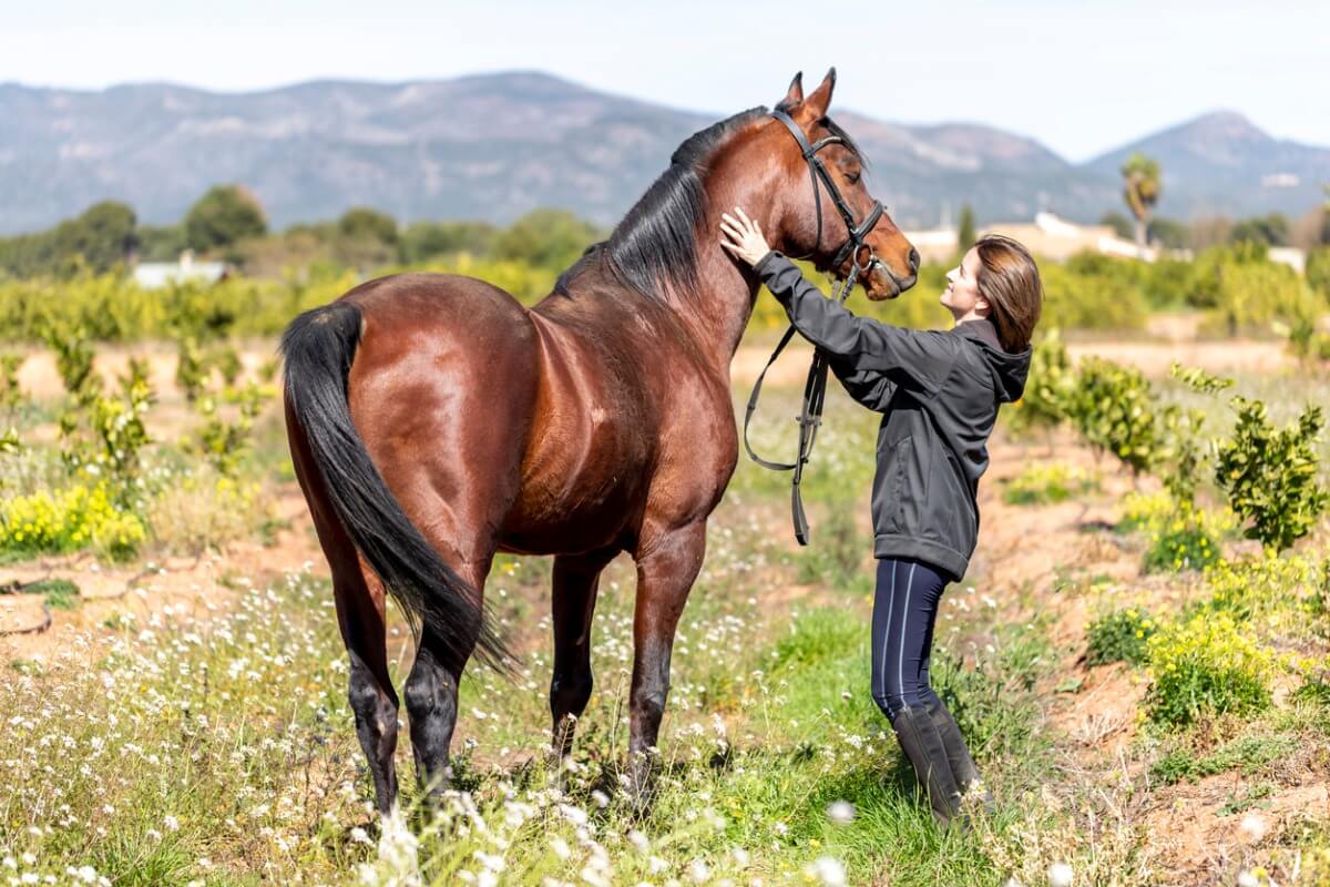 Un caballo hispano-árabe y su tutora.