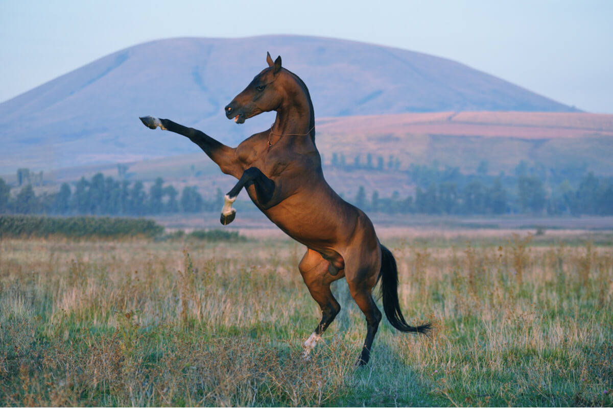 Las razas de caballos son variadas, pero todas bellas a su modo.