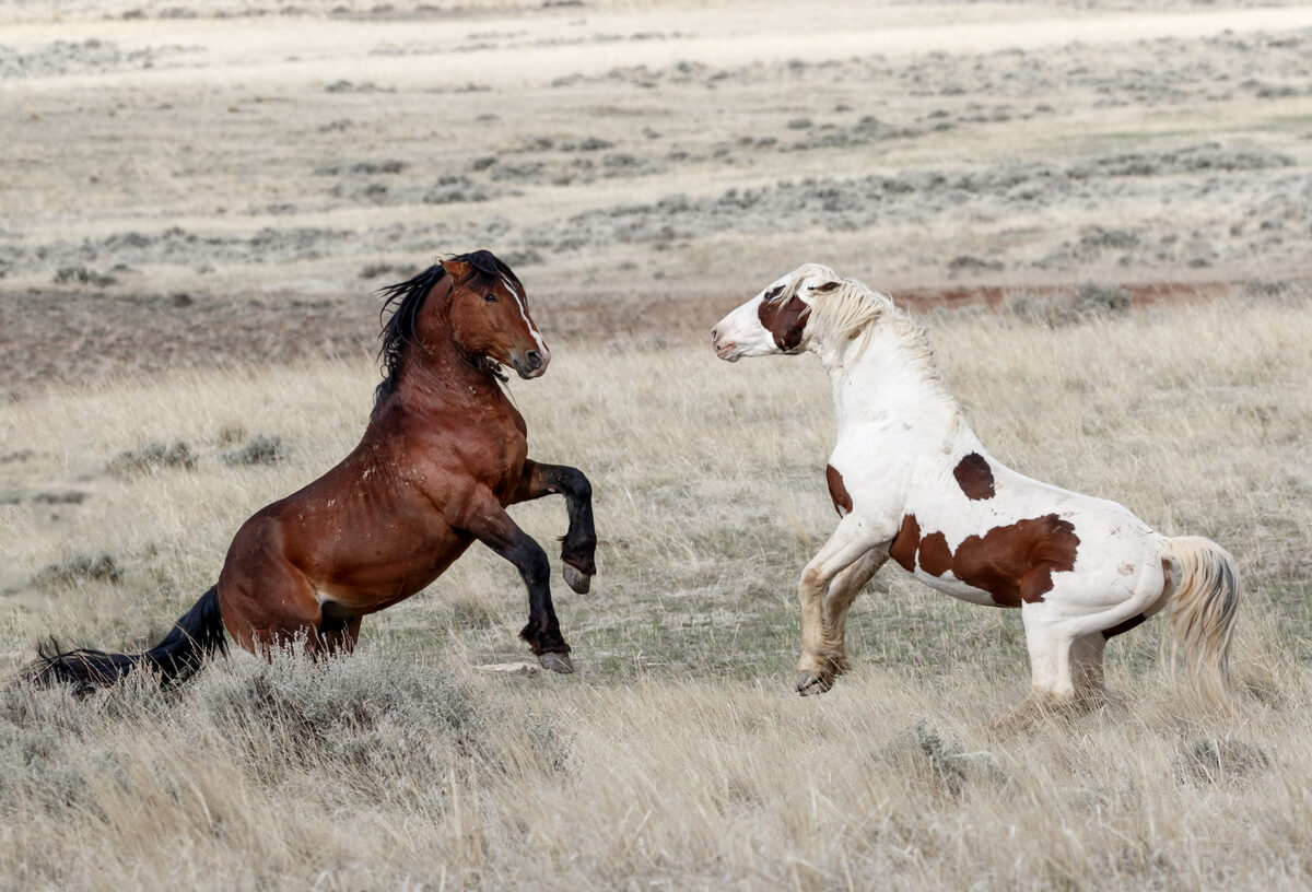 Mustang horse breeds.
