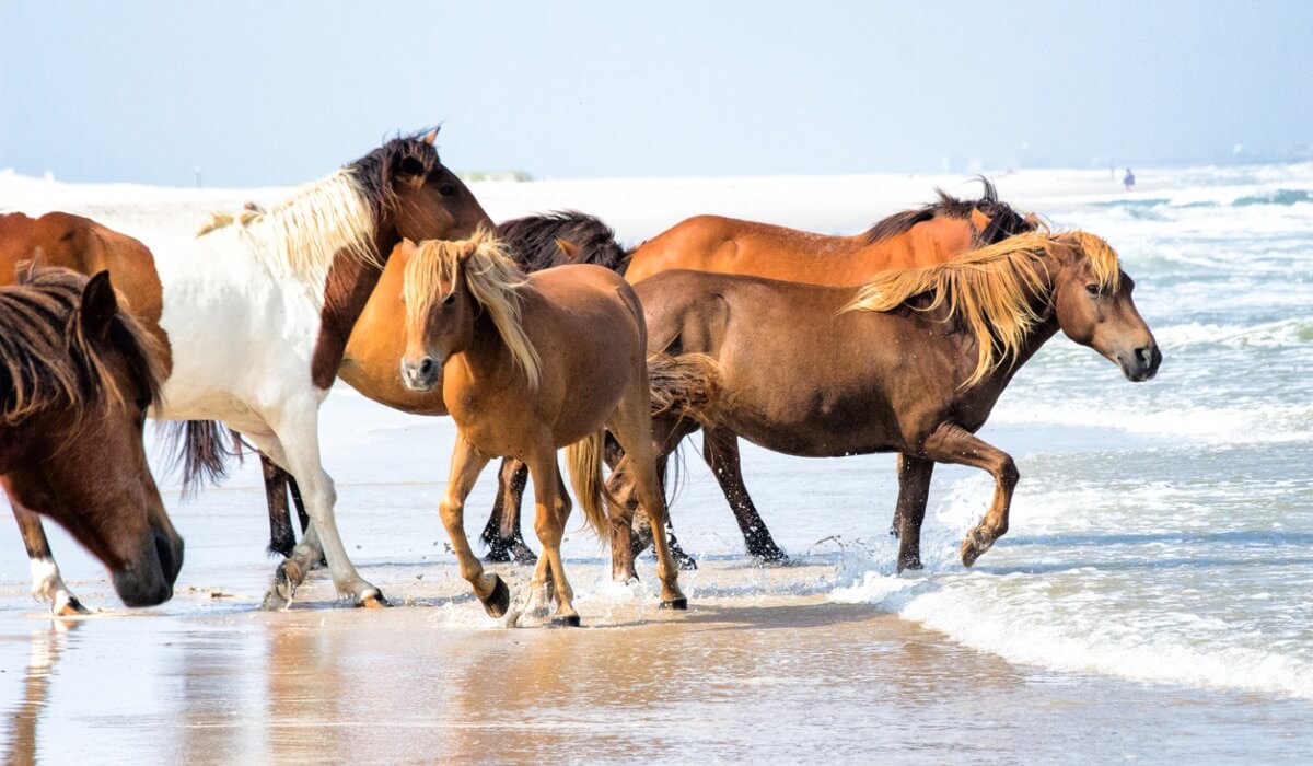 Unos caballos en la playa.