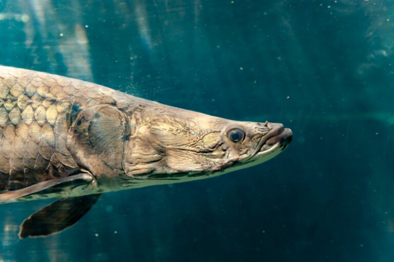 Los 5 peces de agua dulce más grandes del mundo - Mis Animales