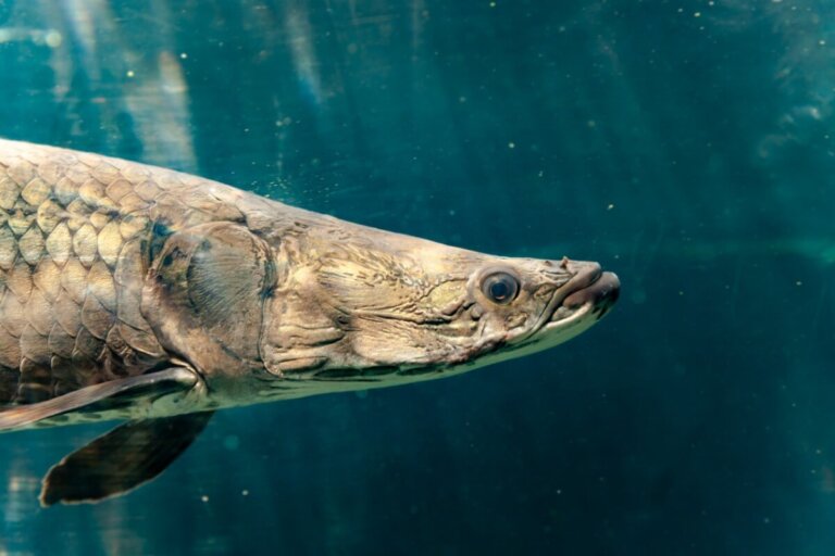 Los 5 peces de agua dulce más grandes del mundo