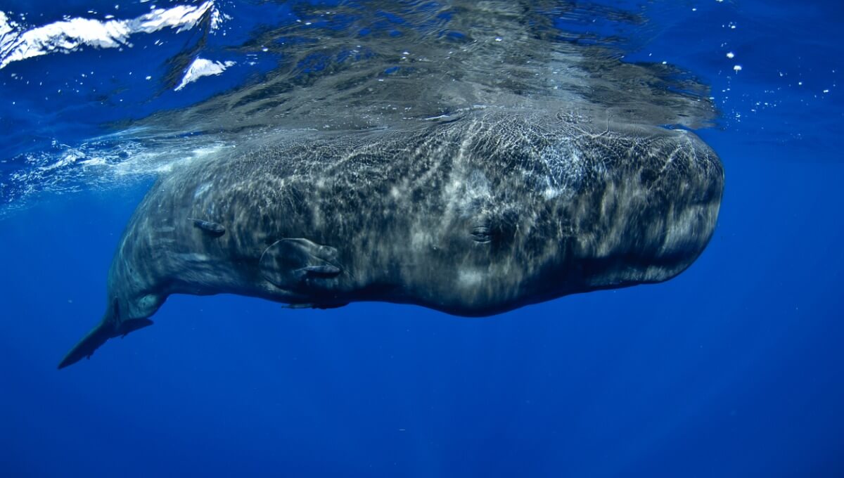 The sperm whale has many curiosities.