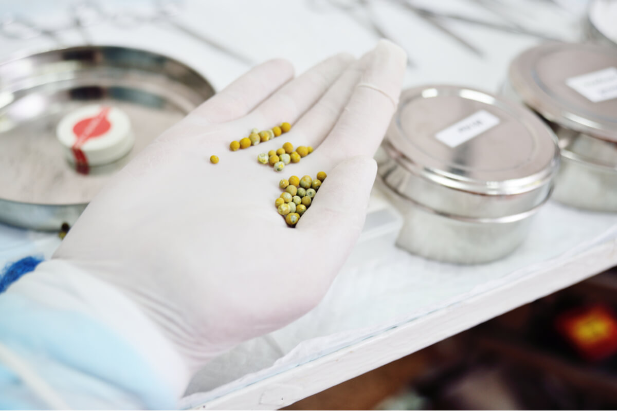 Los cálculos biliares en perros se pueden observar fácilmente una vez se han extraído.