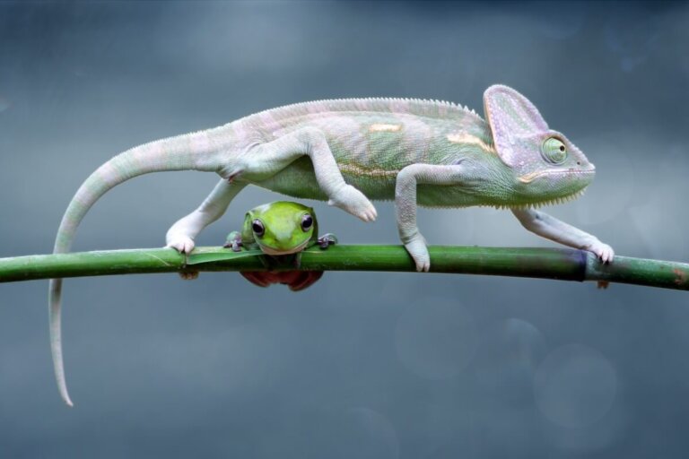 6 diferencias entre reptiles y anfibios