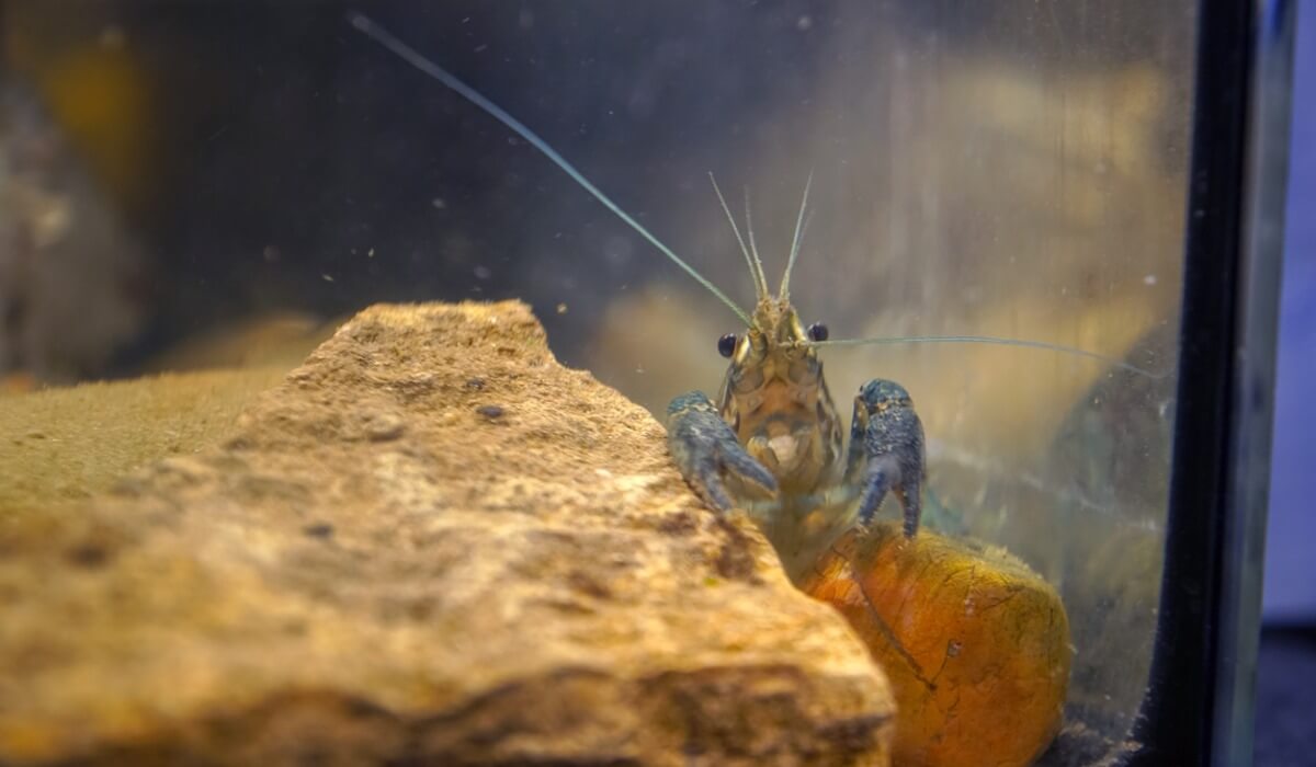 El cangrejo de mármol, un animal que se clona a sí mismo