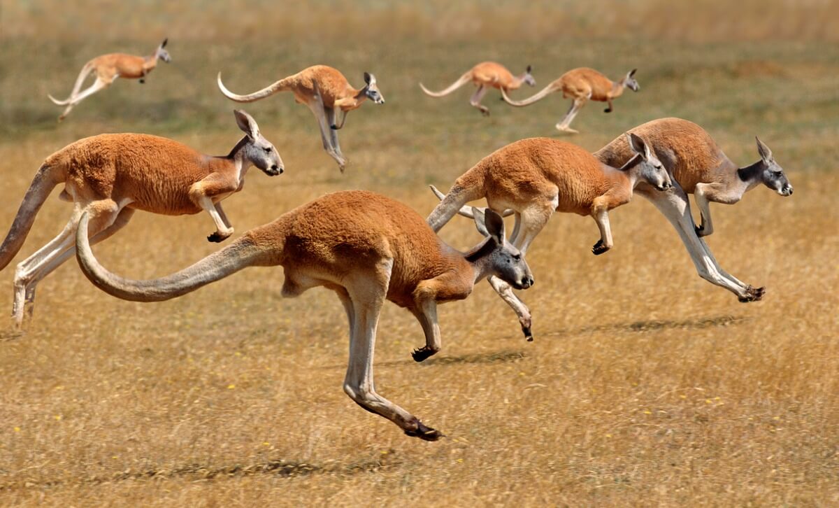 Un canguro rojo corriendo.