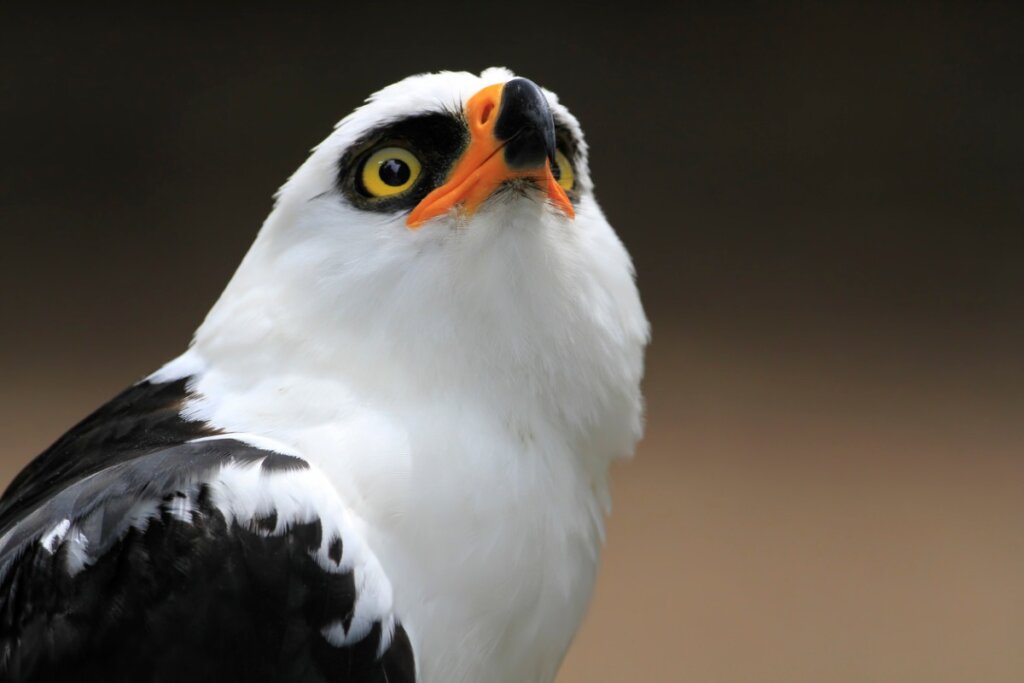 El águila viuda: una especie del bosque tropical
