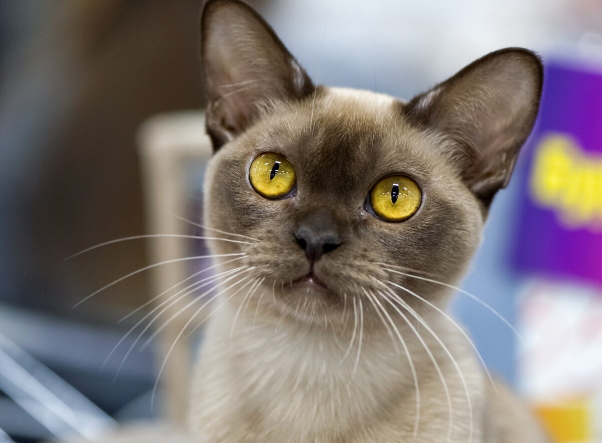 Being your cat's best friend is not difficult.