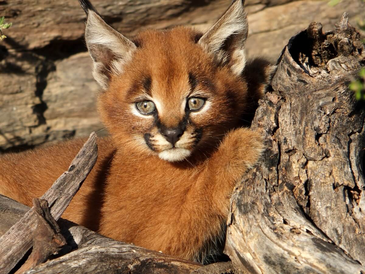Un petit caracal regarde la caméra.
