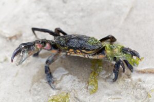 Características del cangrejo verde europeo: una especie invasora