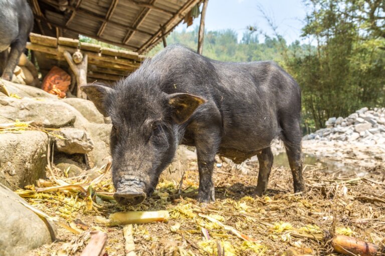¿Qué es el cerdolí y cómo afecta al ecosistema?