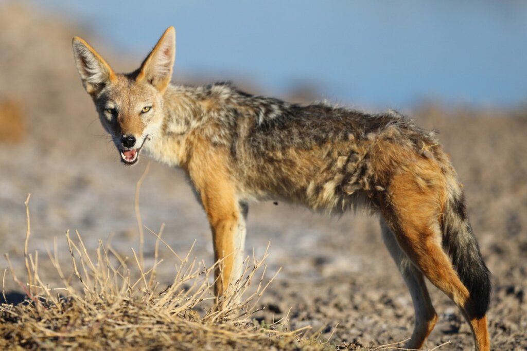 Un chacal mira a cámara.