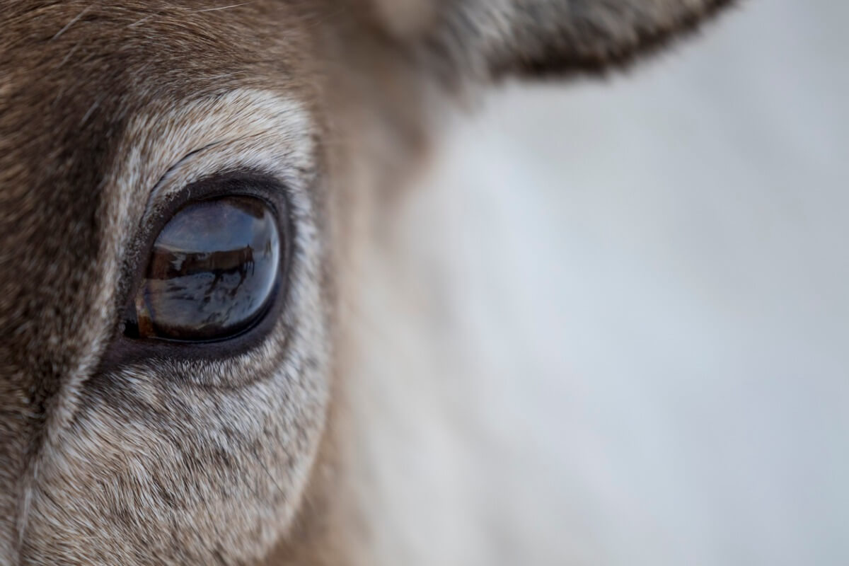 La comunicación entre animales es compleja.