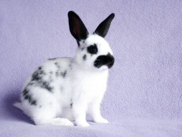 Conejo mariposa: cuidados, comportamiento y alimentación