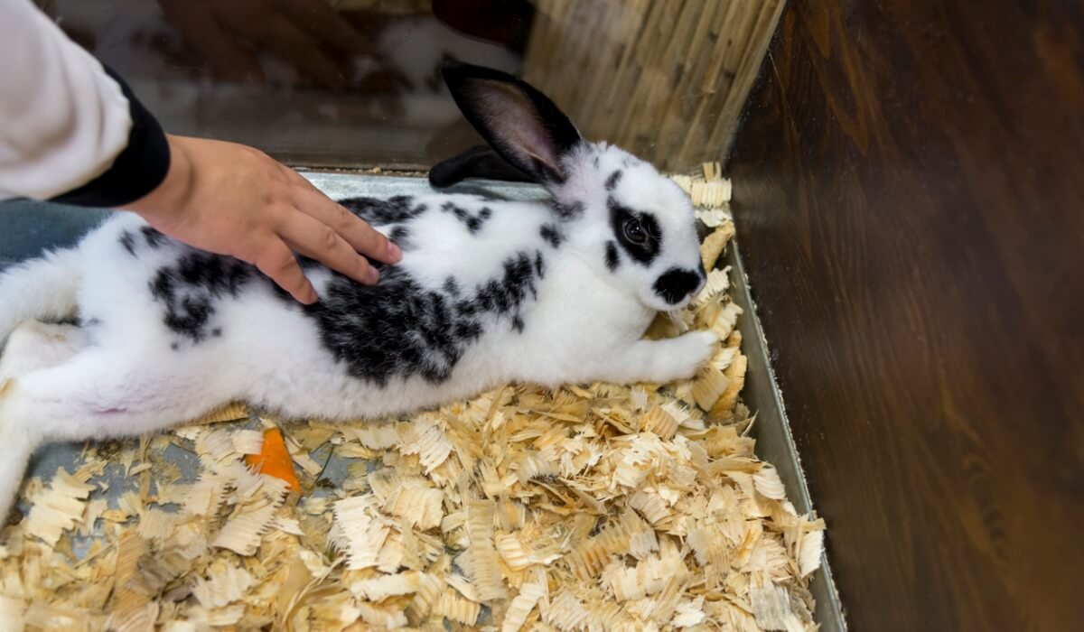 Um coelho borboleta em sua gaiola.