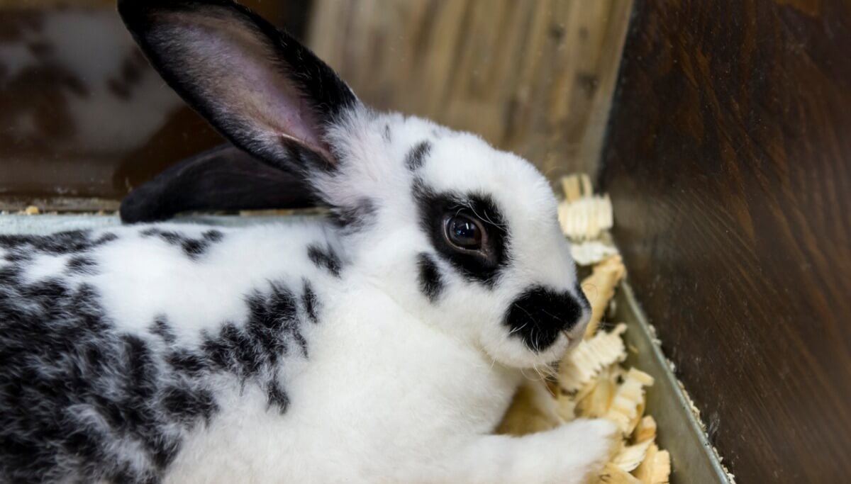 Um coelho borboleta deitado.