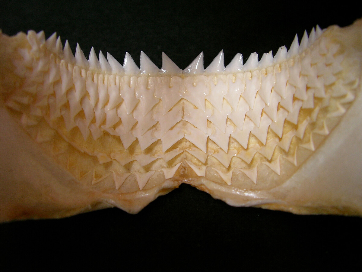 Um detalhe dos dentes do tubarão luminoso.