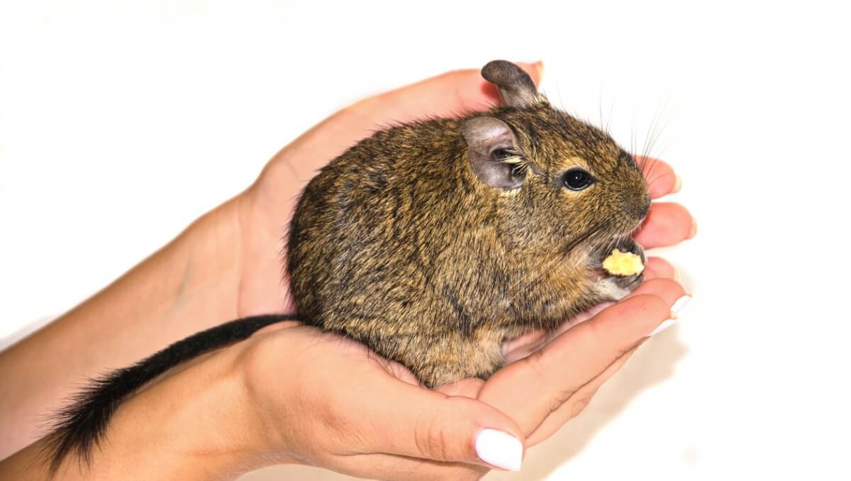 Un degu descansa en una mano.