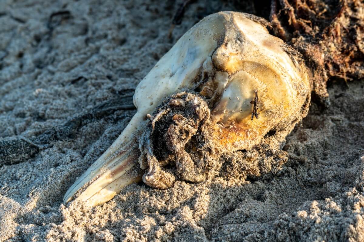 Un delfino morto sulla spiaggia.