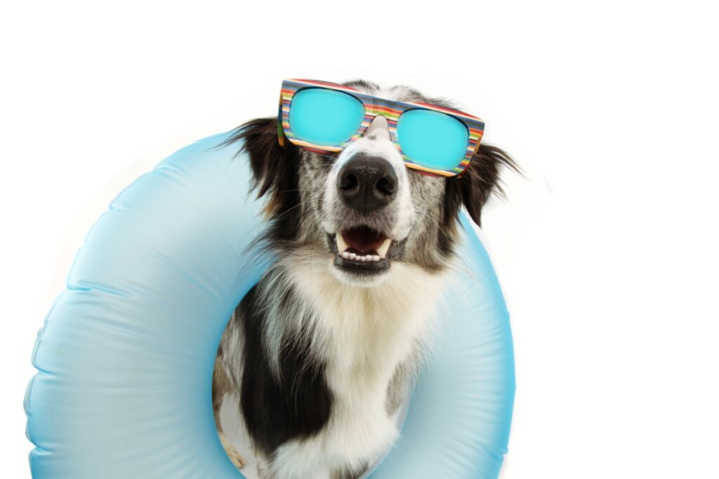 Síndrome postvacacional en perros: ¿por qué ocurre?
