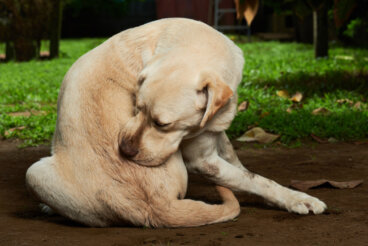 La mejor pastilla antipulgas para perros: ¿cuál es?