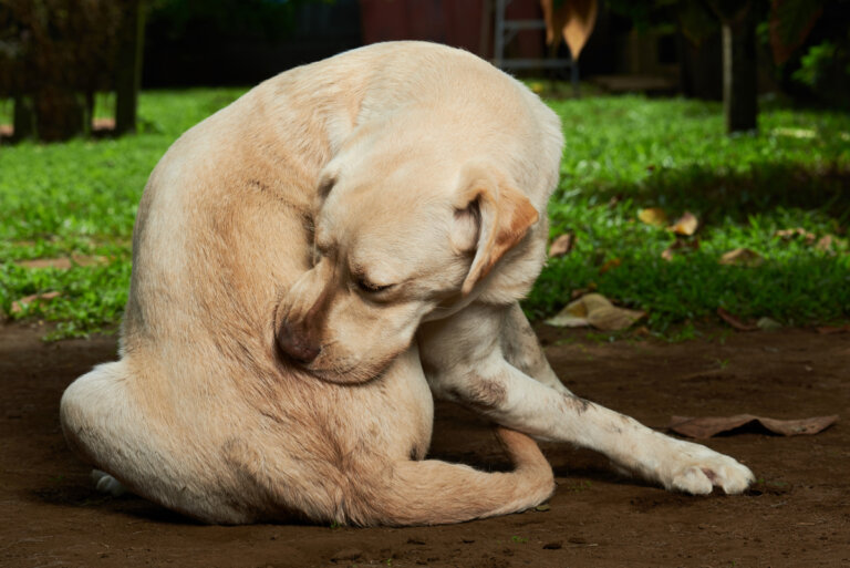 Erupciones en la piel del perro: síntomas, causas y tratamientos