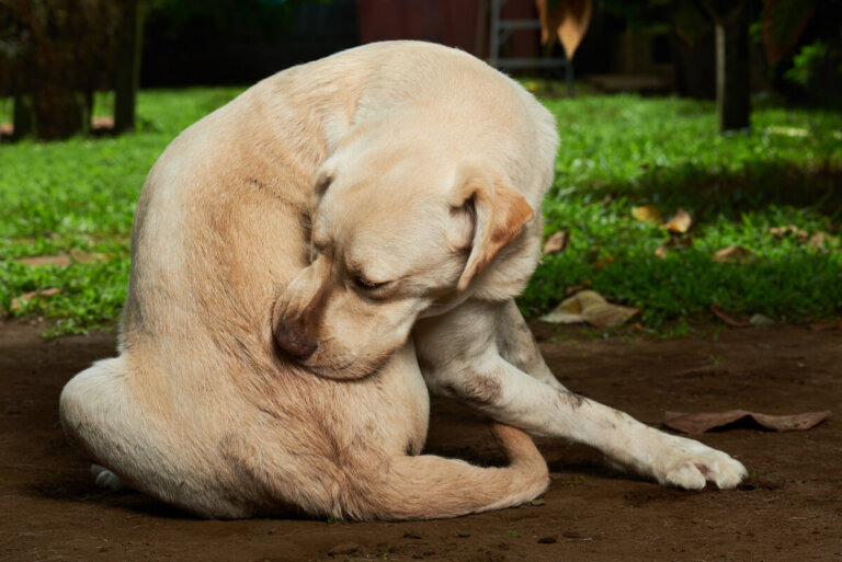 La mejor pastilla antipulgas para perros: ¿cuál es?