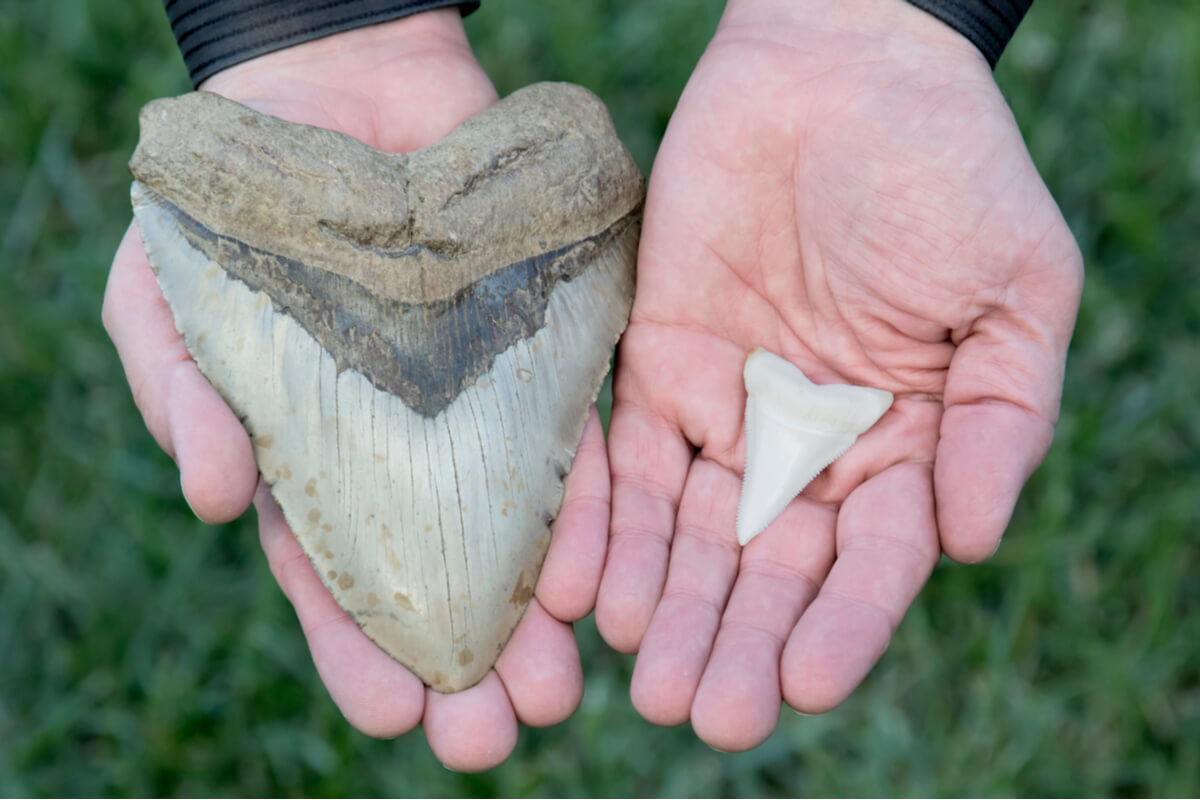 Un diente de un megalodón comparado con uno de un tiburón normal.