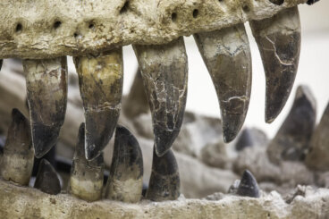 7 curiosidades del Atrociraptor