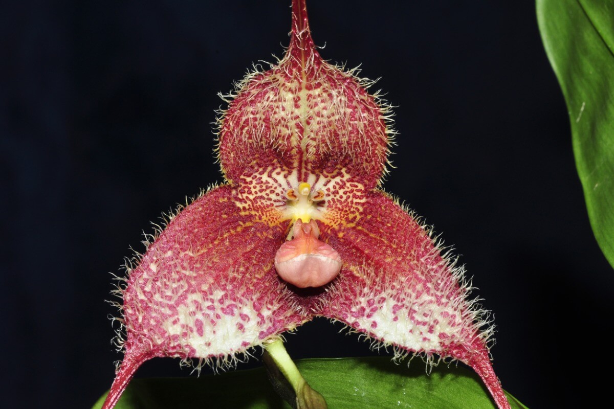 Otra de las flores que parecen animales.