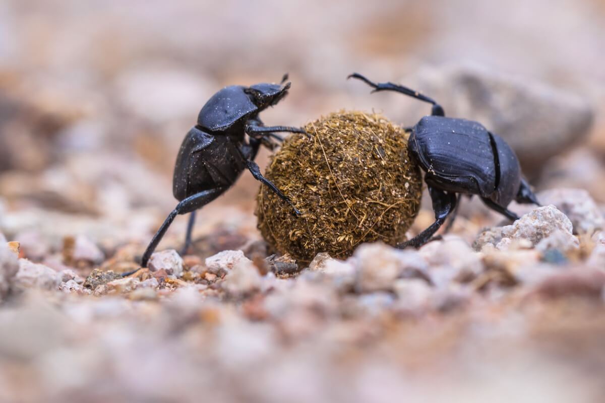 Dung beetles are decomposing animals.