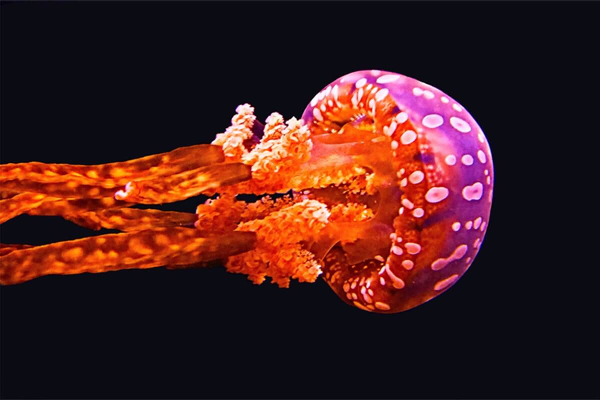 A jellyfish.