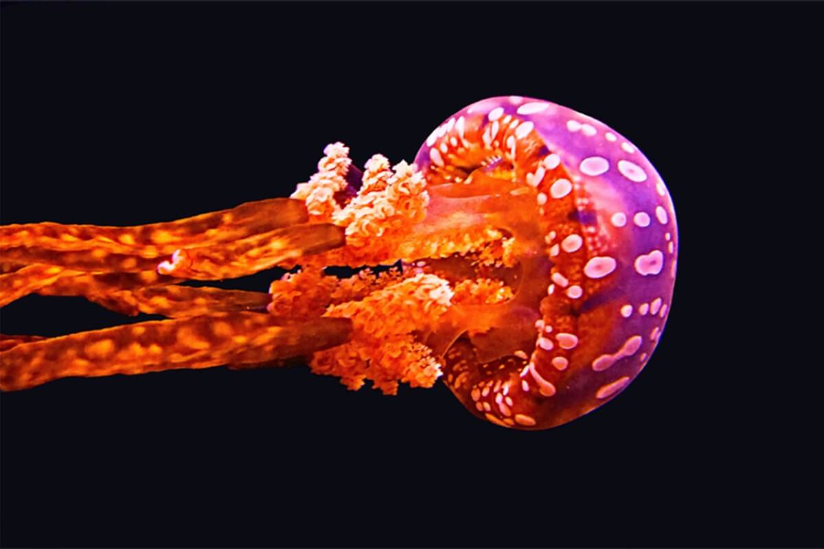 Una especie de medusa muy peligrosa.