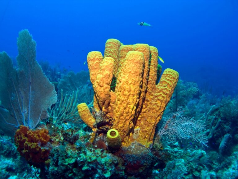 7 curiosidades sobre las esponjas marinas