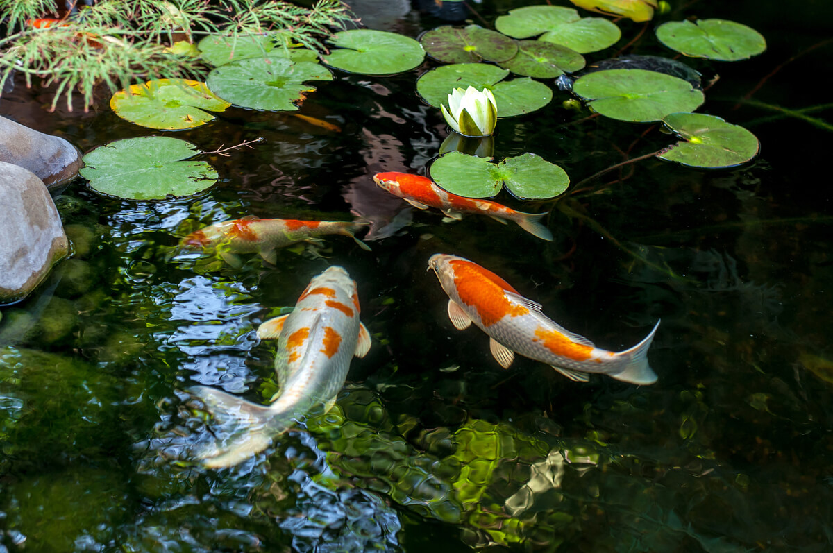 Un estanque de peces de colores.