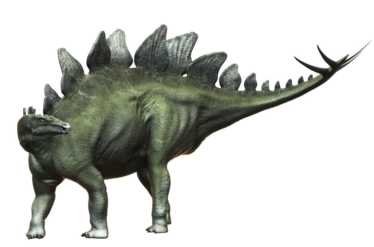 Um estegossauro em um fundo branco.