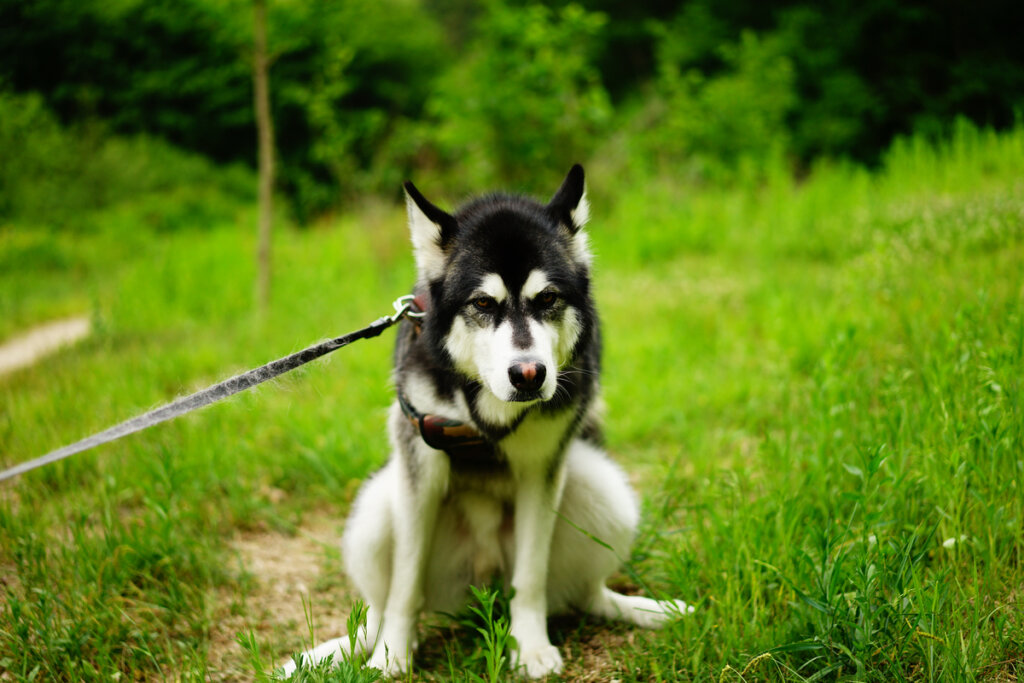 3 consejos para evitar el estreñimiento en perros