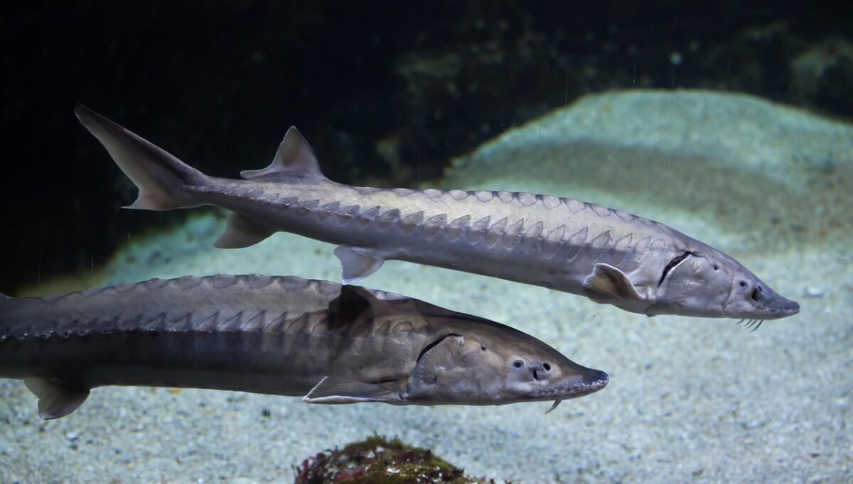 Los esturiones son unos de los peces más grandes del mundo.