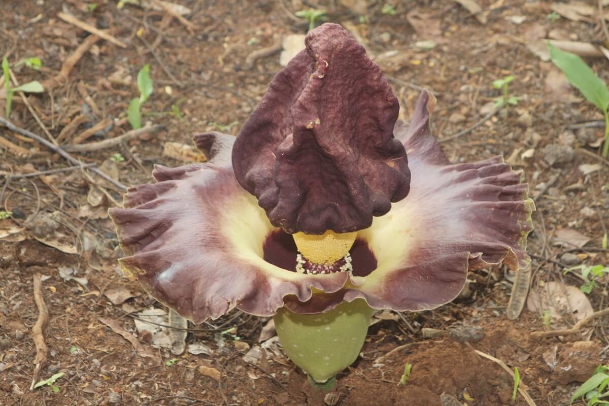 Uma flor de cadáver aberta.