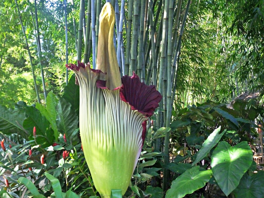 Una flor cadáver.