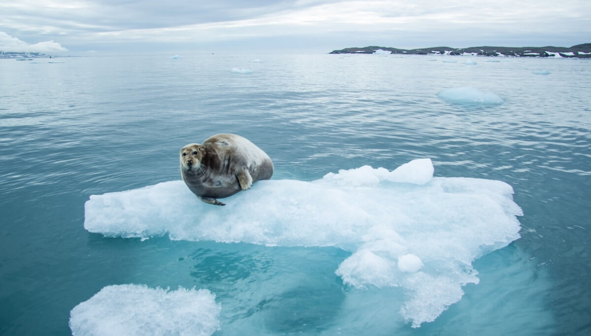 Uno de los animales de la Antártida sobre hielo.