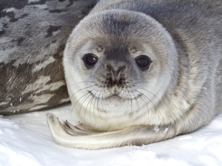 5 curiosidades de los animales que habitan en la Antártida