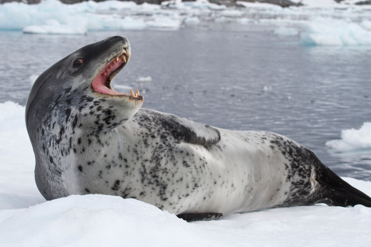 The 10 most aggressive animals in the world