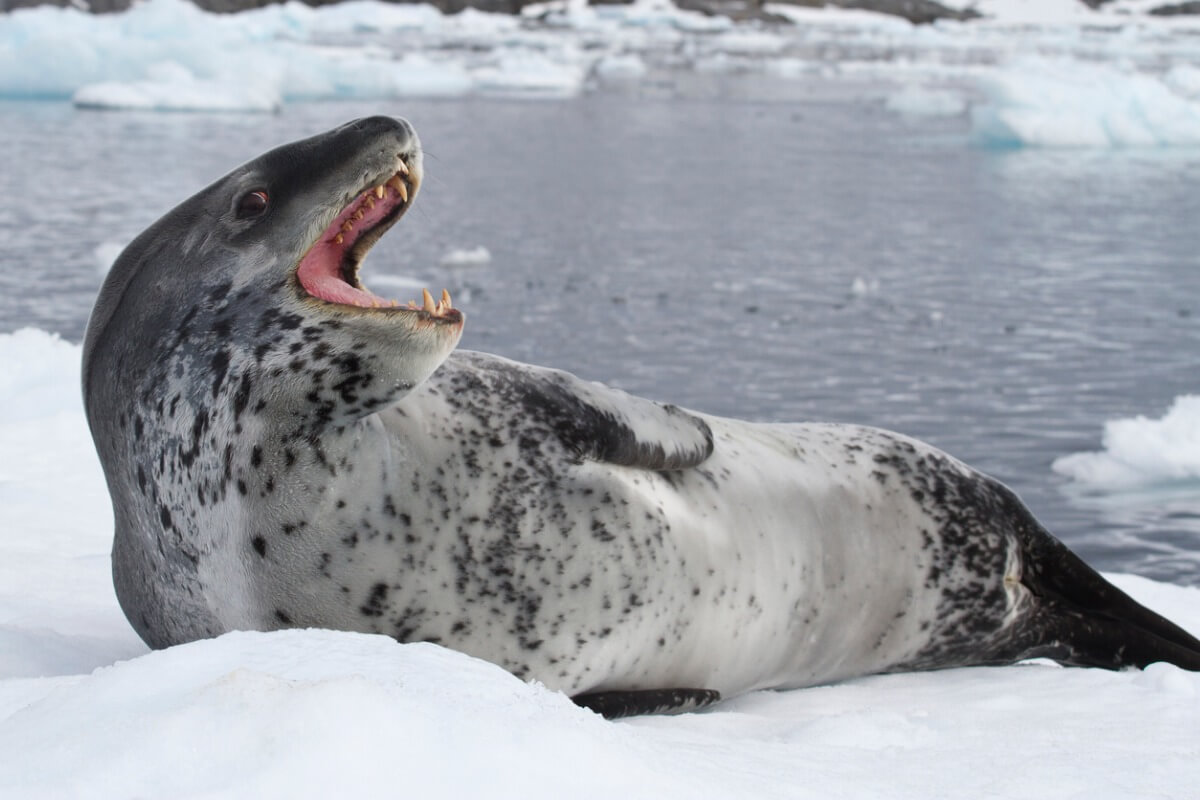 Una foca leopardo enseña los dientes.
