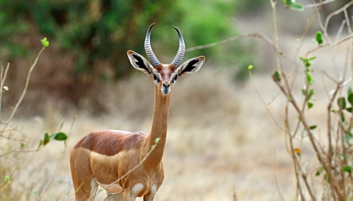La gacela jirafa es otro de los animales que no conocías.