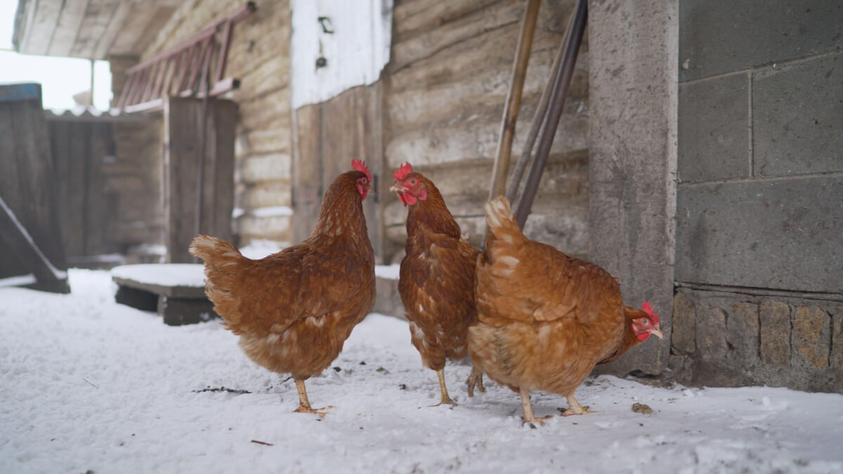 proteger a las gallinas del frío es esencial para su bienestar.