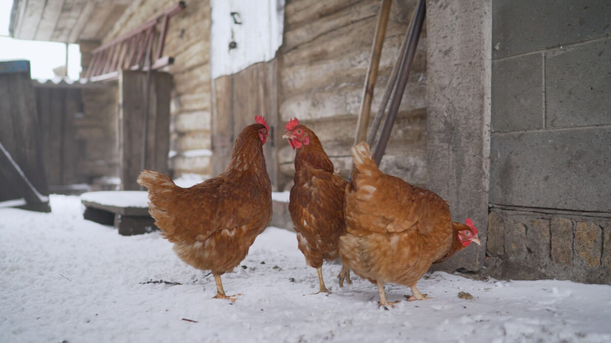 ¿Cómo proteger a las gallinas del frío?